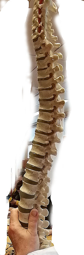 selkaranka 1